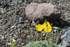 Papaver microcarpum