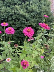 Zinniinae