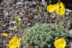 Papaver microcarpum
