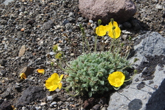 Papaver microcarpum
