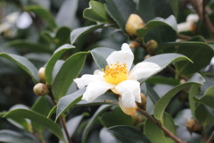 Camellia oleifera