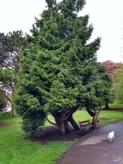 Chamaecyparis lawsoniana