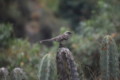 Long-Tailed Mockingbird photo 3