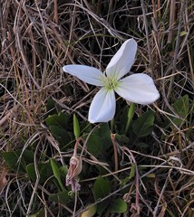 Oenothera centaurifolia