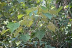 Mallotus paniculatus