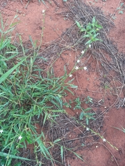 Oxygonum dregeanum