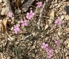 Stenotis asperuloides