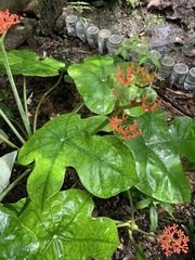 Jatropha podagrica