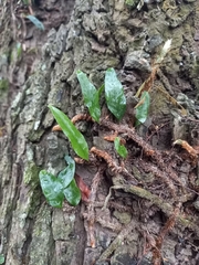 Microgramma mauritiana