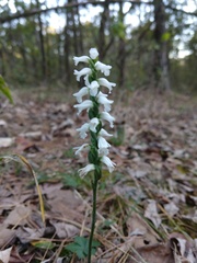 Spiranthes niklasii