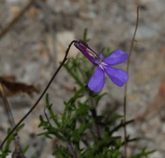 Lobelia chamaepitys