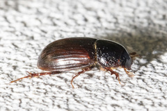 Cryptoscatomaseter criddlei
