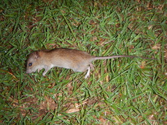 Rattus exulans