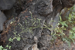 Nicotiana paniculata