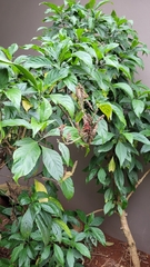 Metarungia pubinervia