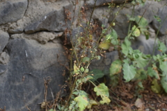Nicotiana paniculata