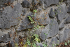Nicotiana paniculata