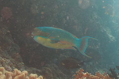 Chlorurus microrhinos