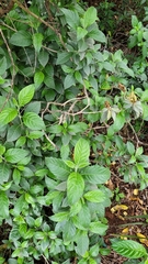 Metarungia longistrobus
