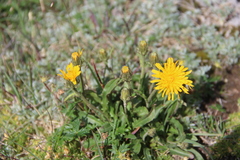 Crepis chrysantha
