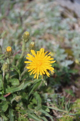 Crepis chrysantha