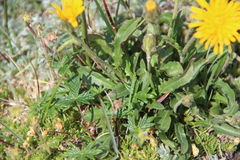Crepis chrysantha