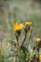 Crepis chrysantha
