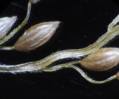 Digitaria abludens