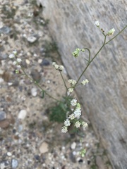 Parthenium confertum