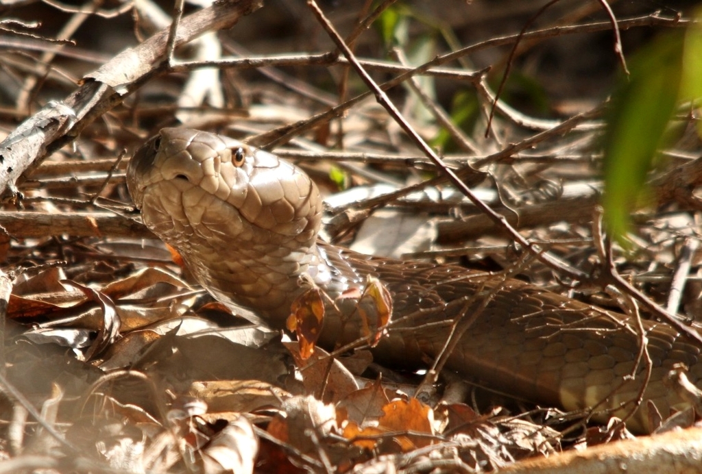 Ashe's Spitting Cobra from Jilore/Ziani, Kenya on October 24, 2021 at ...