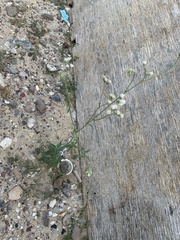 Parthenium confertum