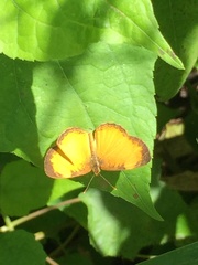 Tegosa anieta