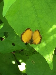 Tegosa anieta
