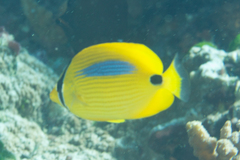 Chaetodon plebeius