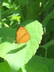 Tegosa anieta