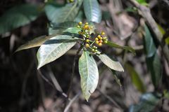 Psychotria denticulata