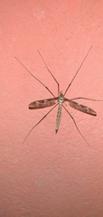 Tipula maxima