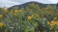 Zaluzania