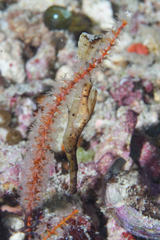 Solenostomus cyanopterus