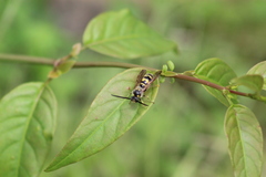 Xanthocampsomeris limosa