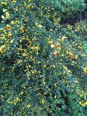 Cytisus scoparius andreanus