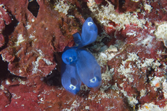 Clavelina