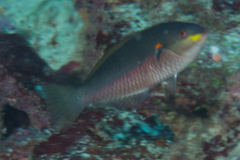 Stethojulis bandanensis
