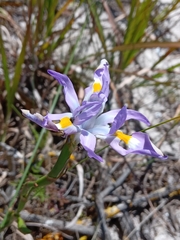 Moraea fugax