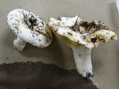 Russula cascadensis