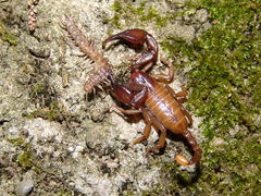Euscorpius aquilejensis