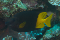 Siganus uspi