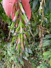 Billbergia