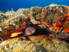 Gymnothorax unicolor