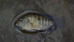 Herichthys carpintis